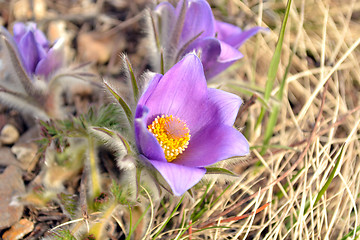 Image showing Purple crocus flower