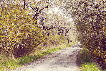 Image showing road with alley of cherry trees in bloom