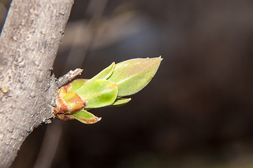 Image showing LILACS in the spring, the first leaves