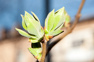 Image showing LILACS in the spring, the first leaves