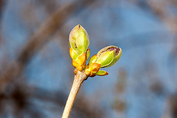 Image showing LILACS in the spring, the first leaves