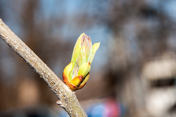 Image showing LILACS in the spring, the first leaves