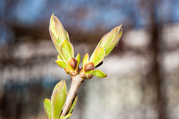 Image showing LILACS in the spring, the first leaves