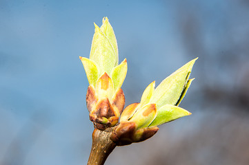 Image showing LILACS in the spring, the first leaves