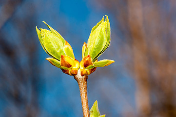 Image showing LILACS in the spring, the first leaves