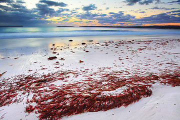 Image showing Pretty red seaweed washed ashore the beach at dawn