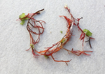 Image showing Sprigs of red seaweed on white sand