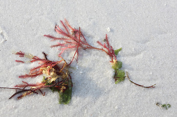 Image showing Red seaweed washed ashore on white sand