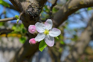 Image showing Blossoming branch of a apple tree