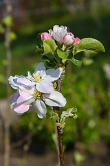 Image showing Blossoming branch of a apple tree