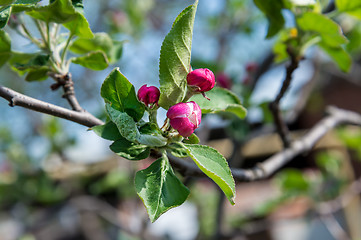 Image showing Blossoming branch of a apple tree