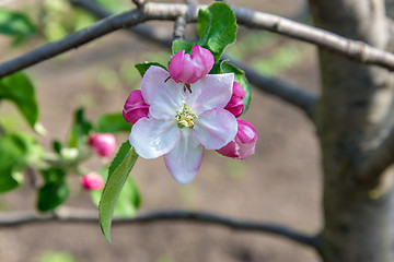 Image showing Blossoming branch of a apple tree