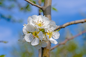 Image showing Blossoming branch of a apple tree