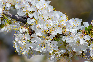 Image showing Blossoming branch of a cherry tree