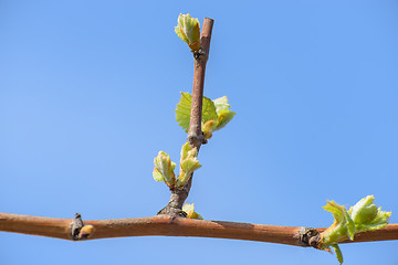 Image showing Blossoming vine leaves