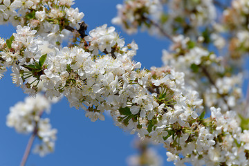 Image showing Flowering cherry tree