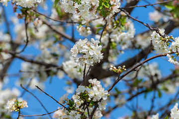 Image showing Flowering cherry tree