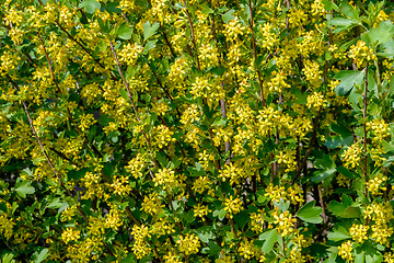 Image showing Flowering of bushes blackcurrant