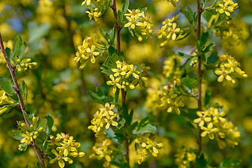 Image showing Flowering of bushes blackcurrant