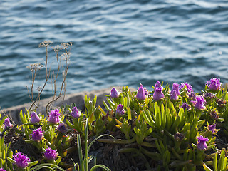 Image showing pigface flowers in bloom