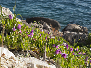 Image showing pigface flowers in bloom