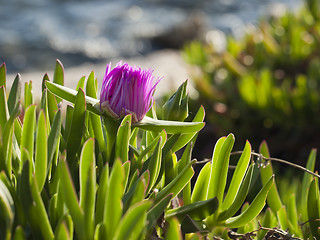 Image showing pigface flower in bloom 