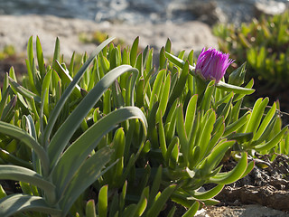 Image showing pigface flower in bloom