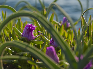 Image showing pigface flower in bloom