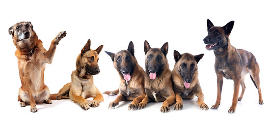 Image showing group of malinois