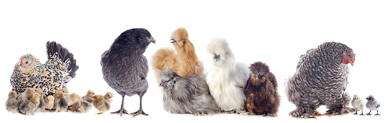 Image showing group of chicken