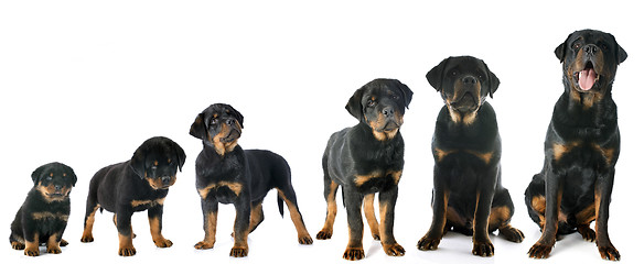 Image showing puppy rottweiler