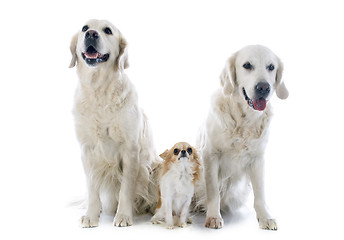 Image showing golden retriever and chihuahua