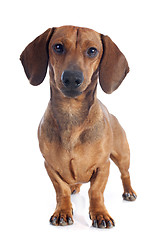 Image showing dachshund dog