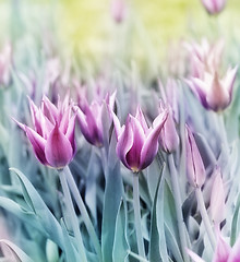 Image showing Tulips