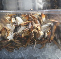 Image showing Alaskan King Crab On Ice 