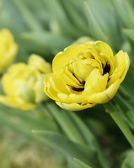 Image showing Tulips