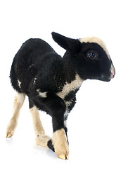 Image showing young lamb