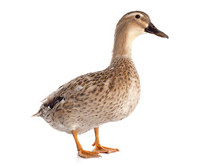 Image showing female duck