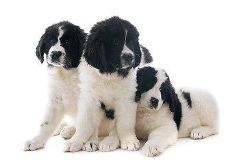 Image showing landseer puppies