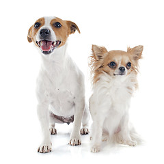 Image showing jack russel terrier and chihuahua