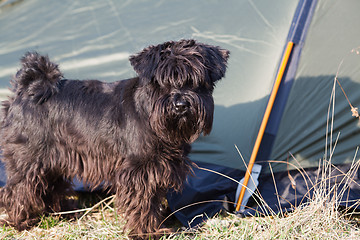 Image showing Miniature schnauzer outdoors