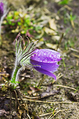 Image showing Pasque-flower during rain. April