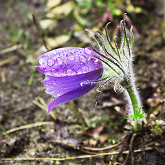 Image showing Petite pasque-flower during rain. April