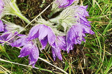Image showing Group pasque-flower a spring rain. April