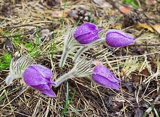 Image showing Four pasque-flower during rain. April