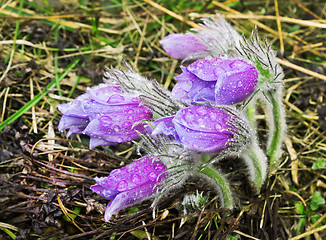 Image showing Group pasque-flower during rain. April