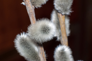 Image showing Willow sprigs to bloom for Easter