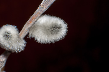 Image showing Willow sprigs to bloom for Easter