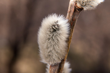 Image showing Willow sprigs to bloom for Easter