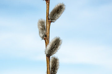 Image showing Willow sprigs to bloom for Easter